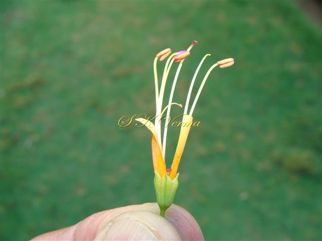  Corolla limb  with 5 normal Stamens and one staminode